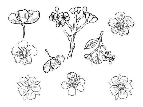 白の桜の枝ベクトル図さくらの花、いい桃の花の孤立ベクトル図. - ベクター画像