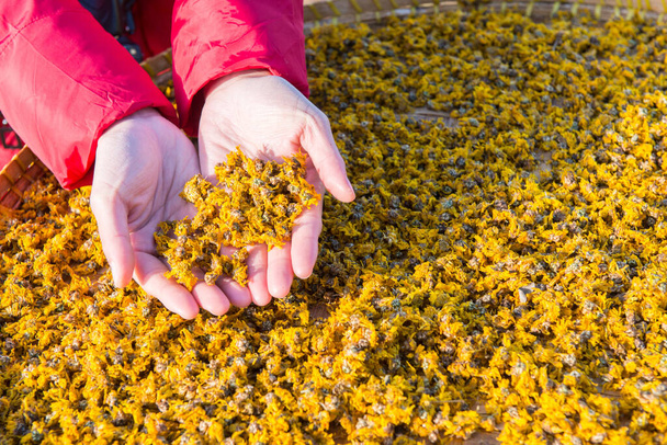 Shot of someone hands holding dry Chrysanthemum flowers leaves on hands during sunbathing. Chrysanthemum flowers is the ingredient for making Chrysanthemum herbal tea popular in Chinese traditional. - Photo, Image