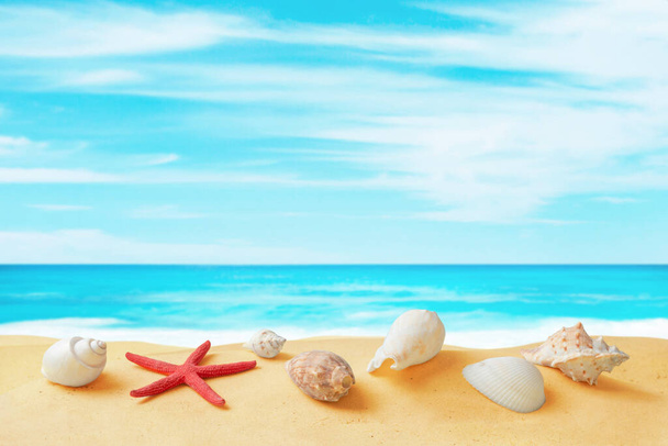 Conchas y estrellas de mar en la arena de playa con el mar limpio y el cielo en el fondo. Composición de viaje tropical con espacio de copia - Foto, Imagen
