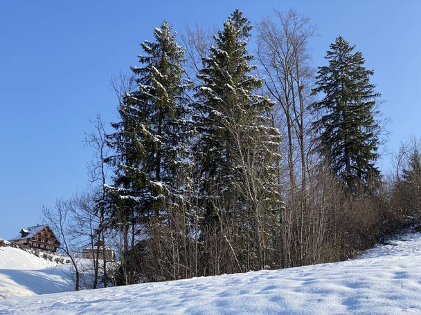 Pittoreschi baldacchini di alberi alpini in una tipica atmosfera invernale dopo la nevicata primaverile sulla valle alpina di Obertoggenburg e nelle Alpi svizzere - Nesslau, Svizzera / Schweiz - Foto, immagini