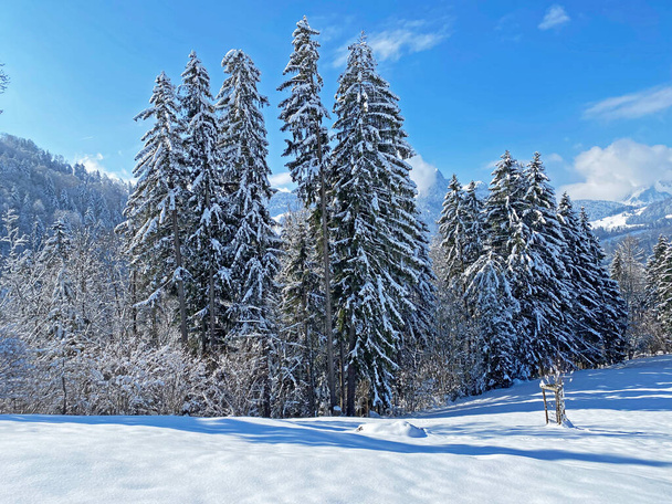 Picturesque canopies of alpine trees in a typical winter atmosphere after the spring snowfall over the Obertoggenburg alpine valley and in the Swiss Alps - Nesslau, Switzerland / Schweiz - Foto, Bild