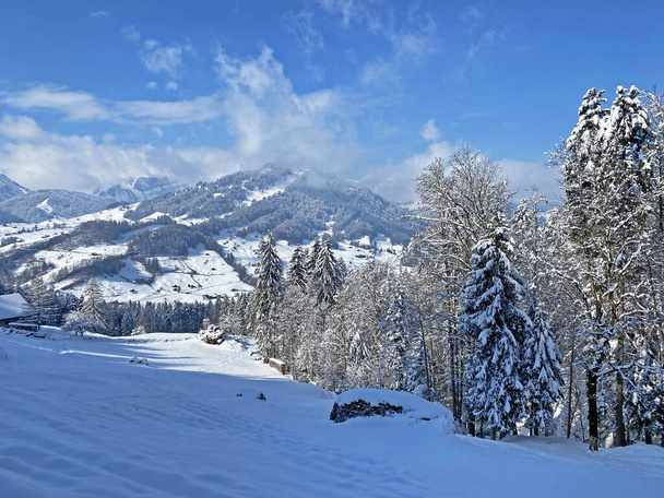 Malebné baldachýny alpských stromů v typické zimní atmosféře po jarním sněžení nad horským údolím Obertoggenburg a ve švýcarských Alpách - Nesslau, Švýcarsko / Schweiz - Fotografie, Obrázek