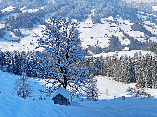 Canopées pittoresques d'arbres alpins dans une atmosphère hivernale typique après les chutes de neige printanières sur la vallée alpine d'Obertoggenburg et dans les Alpes suisses - Nesslau, Suisse / Schweiz - Photo, image