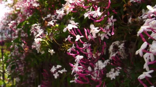 Blooming pink jasmine vine flowers on garden fence. Jasminum polyanthum. Close up - Πλάνα, βίντεο
