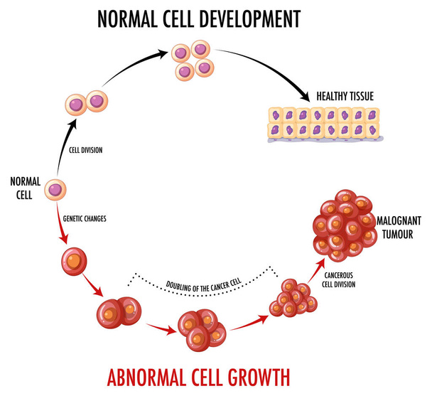 Diagram showing normal cell development illustration - Vector, Image