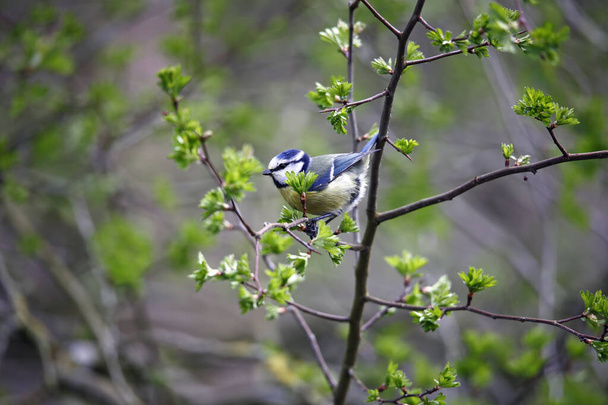 Bluetit perched in a tree in the woods - Photo, Image