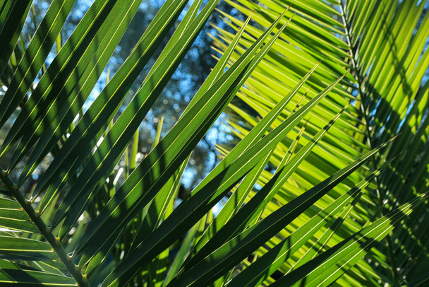 Verlichte palmbladeren met zonnestralen tegen de blauwe hemel. De zon gooit palmblad. Voorjaar zomer tropisch vakantie achtergrond - Foto, afbeelding
