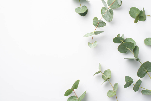 Pas de concept plastique. Photo de dessus de feuilles d'eucalyptus vertes sur fond blanc isolé avec espace vide à gauche - Photo, image