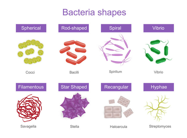 Bacteria Shapes Realistic Infographics - ベクター画像