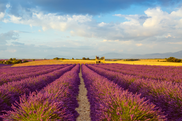 Beautiful blooming purple lavender fields near Valensole in Provence, France. Typical traditonal provencal landscape on sunset with blossoming flowers. Warm light - Photo, Image