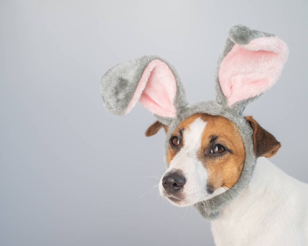 Portrait of a cute dog jack russell terrier in a bunny headband on a white background. - Φωτογραφία, εικόνα