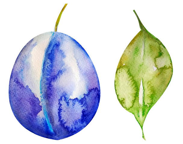 Plum and leaf watercolor isolated element. Template for decorating designs and illustrations. - Фото, изображение