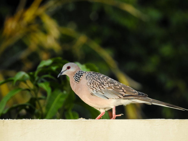 The spotted dove (Spilopelia chinensis) is a small and somewhat long-tailed pigeon of Indian subcontinent. - Photo, Image