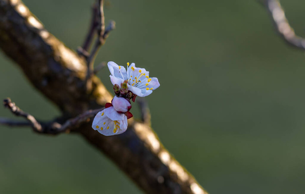 Blooming apricot tree. Soft focus. Spring colors of nature. - Photo, Image