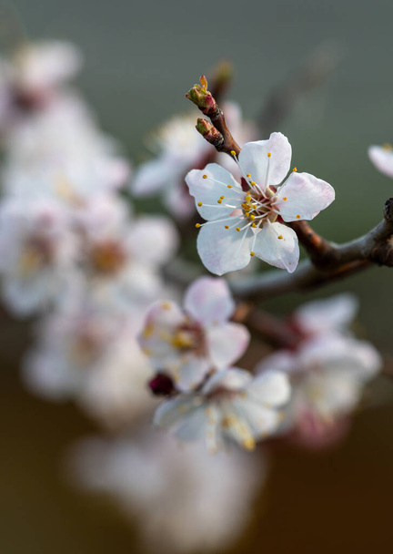 Blooming apricot tree. Soft focus. Spring colors of nature. - Photo, Image