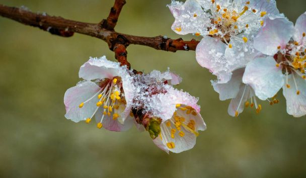 Kwitnące morelowe drzewo pokryte śniegiem. Fajna pogoda. Miękkie skupienie. Wiosenne kolory natury. - Zdjęcie, obraz