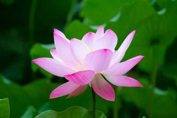 pink lotus flower in the garden - Foto, Imagen