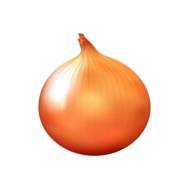 Realistic Onion Illustration - Vector, Image