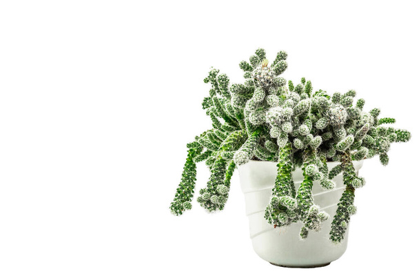 Mammillaria gracilis fragilis in un vaso di piante isolato su fondo bianco. Cactus in rapida crescita, giardinaggio al chiuso - Foto, immagini