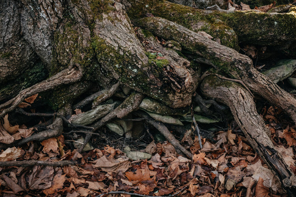 tree bark texture, background - Foto, Imagen