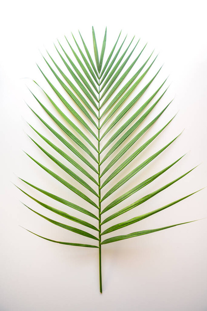 green leaves of palm tree on white background - 写真・画像