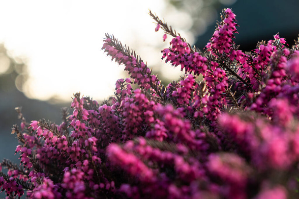 Calluna vulgaris or pink heather flowers close up. Bush of common heather on natural backlight. Spring blooming flowers on sunset. Flowers in the garden - Foto, Imagen