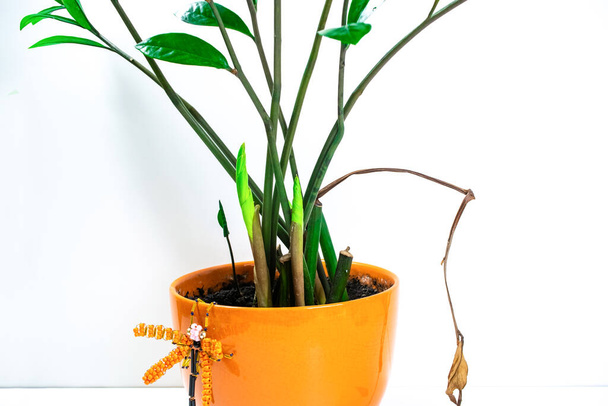 Zamioculcas home plant with several young shoots in an orange flowerpot decorated with a decorative dragonfly. The plant has a dry leaf hanging down. Concept of care and cultivation of houseplants. - Photo, Image
