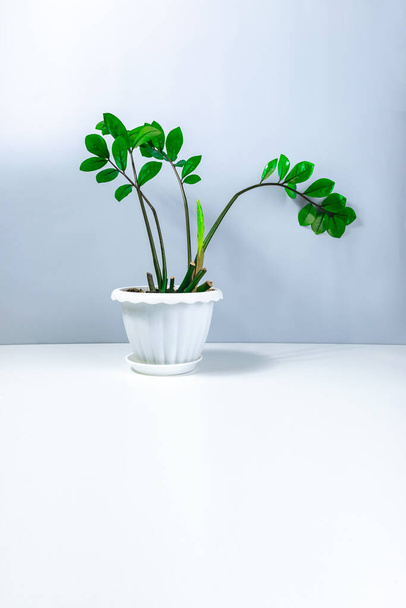 Beautiful home plant Zamioculcos with young shoots in a white flowerpot. The concept of care and cultivation of houseplants. Gray and white background. Copy space. How to make zamiokulkas grow. - Photo, Image