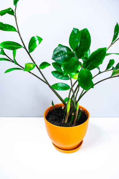 Mooie zamioculcas home plant met verschillende jonge scheuten in een oranje bloempot. Concept van het kweken van kamerplanten. Hoe maak je zamiokulkas groeien en ontdooien. - Foto, afbeelding