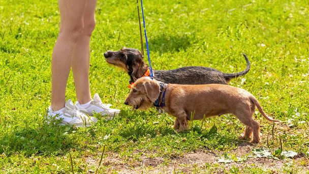 Two dogs breed of haired dachshund with his mistress while walking in the park - Foto, immagini