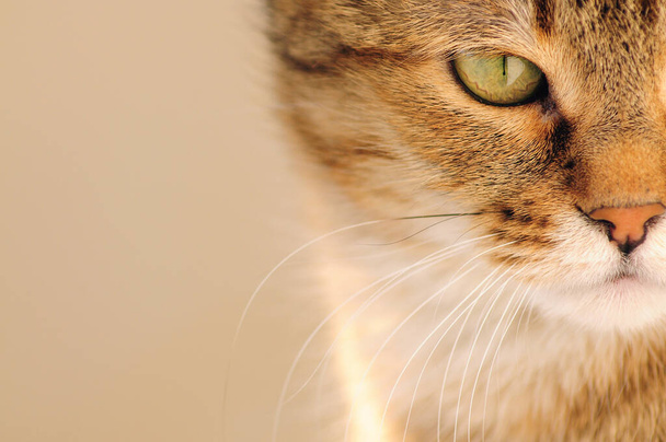 Tabby νεαρή γάτα με πράσινα μάτια και καφέ γούνα κοιτάζει με ένα βλέμμα. Κοντινό πορτραίτο οικιακού βλήματος. - Φωτογραφία, εικόνα