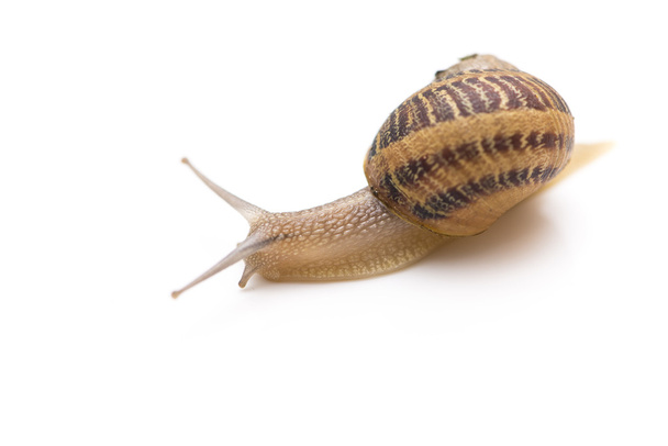 small snail  - Photo, Image