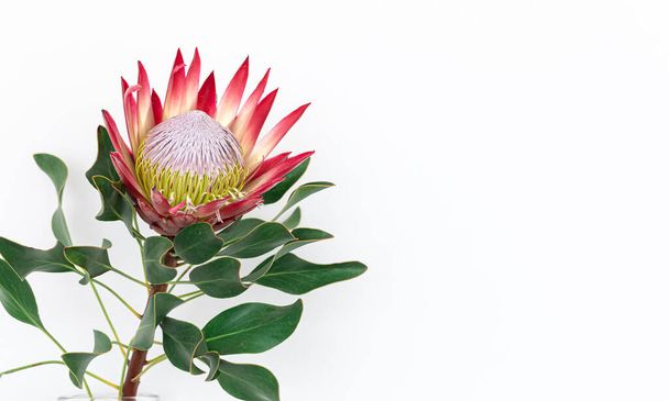 Beautiful protea flower on a white background isolated, copy space. - Photo, Image