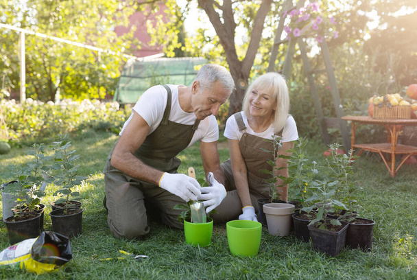 Gelukkige oudere echtgenoten tuinieren samen op de binnenplaats, planten transplanteren en genieten van het verzorgen van planten - Foto, afbeelding