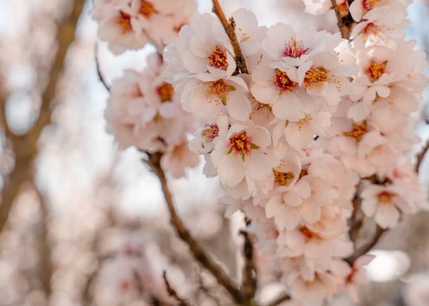 A mandulafa virágai a napsütéses napon. Gyönyörű természeti jelenet virágzó fával. Tavaszi virágok. Gyönyörű gyümölcsös. Tavasz - Fotó, kép