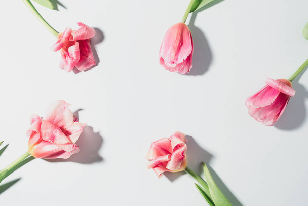 Pink tulip flowers on white background, hard shadows. Top view, flat lay - 写真・画像
