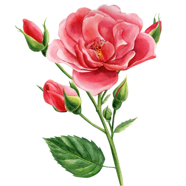 Rosa sobre fondo blanco aislado, clipart acuarela, dibujo a mano, ilustración botánica - Foto, Imagen