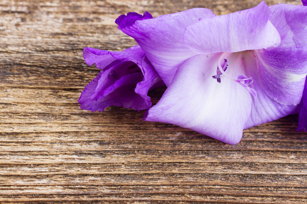 gladiolus flowers - Foto, Imagem