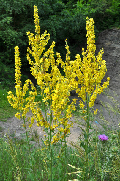 Mullein türlerinden biri olan Verbascum lychnitis vahşi doğada çiçek açar. - Fotoğraf, Görsel