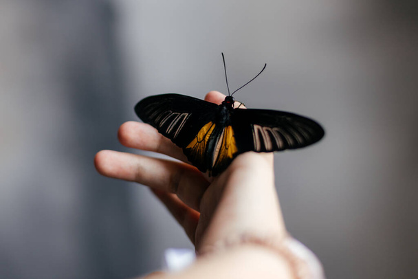 beautiful butterfly fluttering on the hand - Фото, зображення