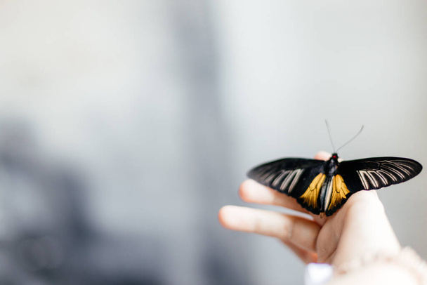 piękny motyl trzepotanie na dłoni - Zdjęcie, obraz