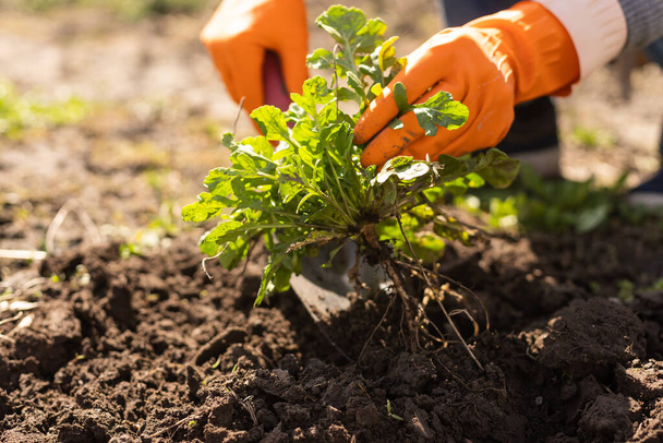 Ogrodnicy ręce sadzenie i zbieranie warzyw z ogrodu. Ogrodnik w rękawiczkach przygotowuje glebę do sadzenia. - Zdjęcie, obraz