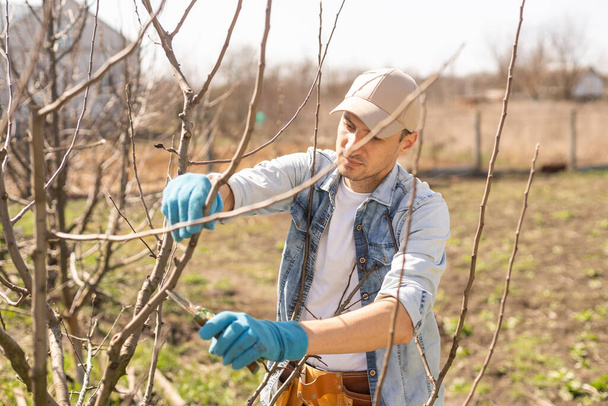 jardinier élagage des arbres fruitiers avec sécateur
. - Photo, image