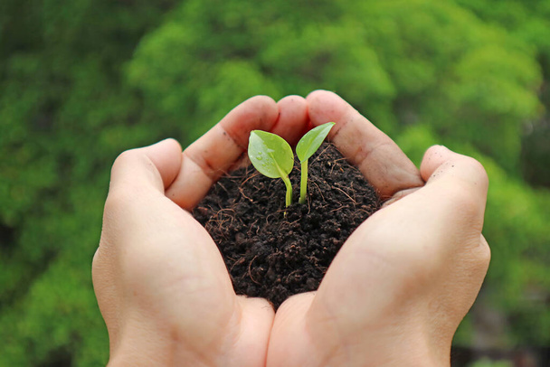 Fechar de uma pequena planta cultivada de sementes com o solo na mão antes do plantio - Foto, Imagem