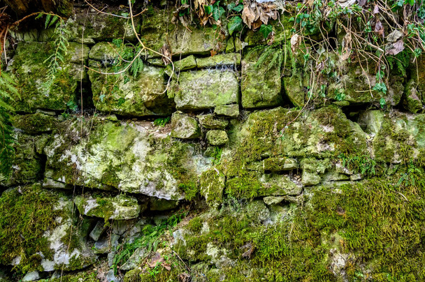 Green moss texture on a concrete surface - Fotoğraf, Görsel