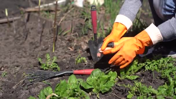 Giardinieri mani piantare e raccogliere verdure dal giardino sul retro. Giardiniere in guanti prepara il terreno per piantina di semenzaio. - Filmati, video