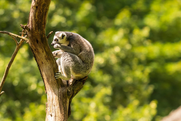 Un lémurien a son petit sur le dos et court à travers un champ vert. - Photo, image