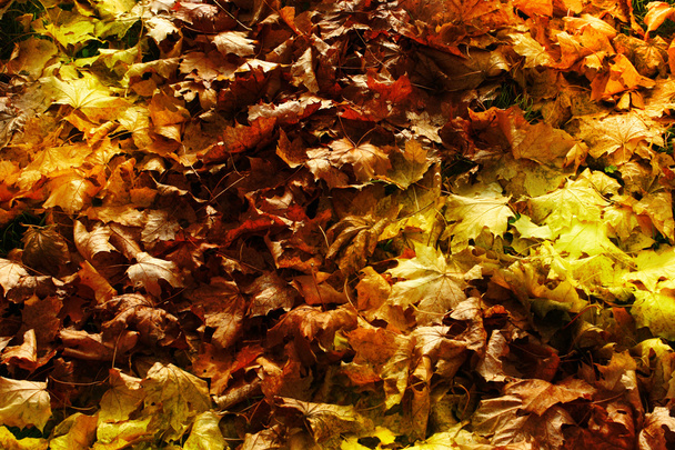 Autumn colorful leaves - Photo, Image