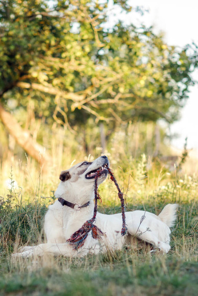 Vertikale Aufnahme eines Hundes mit erhobenem Kopf und dem Spielen mit einem Seil in einem schönen Landgarten. - Foto, Bild