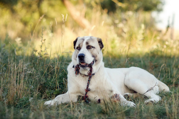 Ασιατικός ποιμενικός σκύλος χαλαρώνει στο γρασίδι και κρατά ένα σχοινί στα σαγόνια. - Φωτογραφία, εικόνα